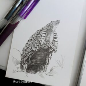 Pangolin miniature drawing postcard